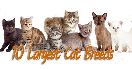 10 Largest Cat Breeds – These Felines Will Steal Your Heart in a BIG Way