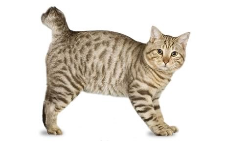 American Bobtail