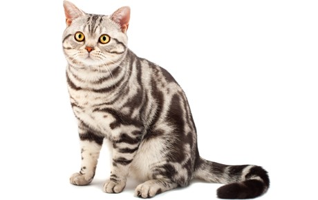 American Shorthair