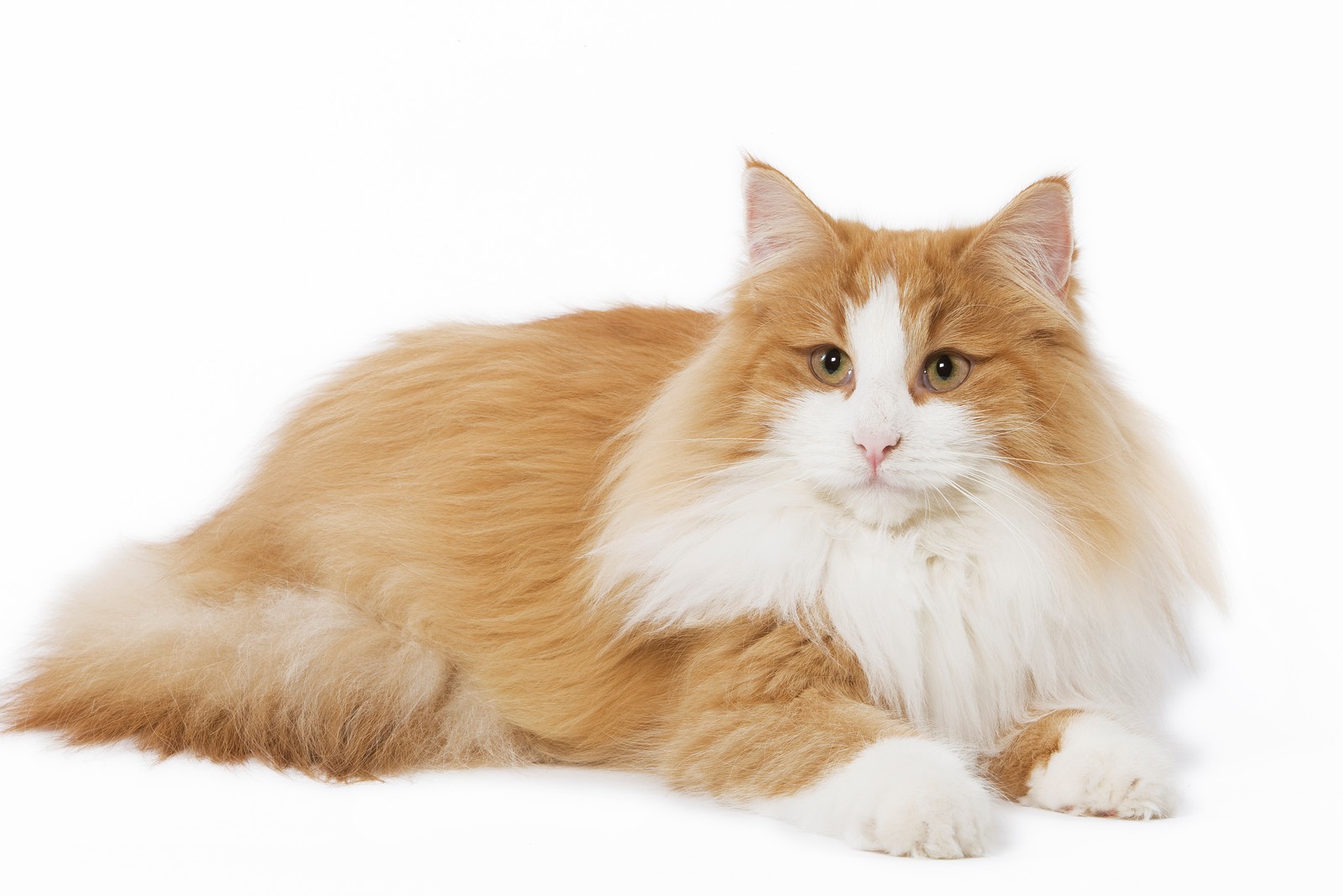 Norwegian Forest Cat