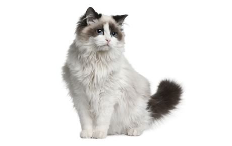 Ragdoll