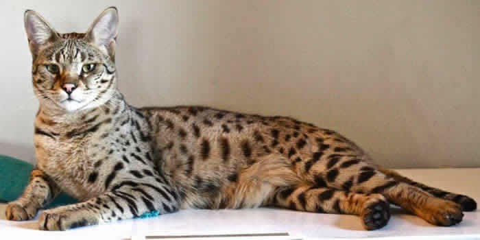 Savannah Cat