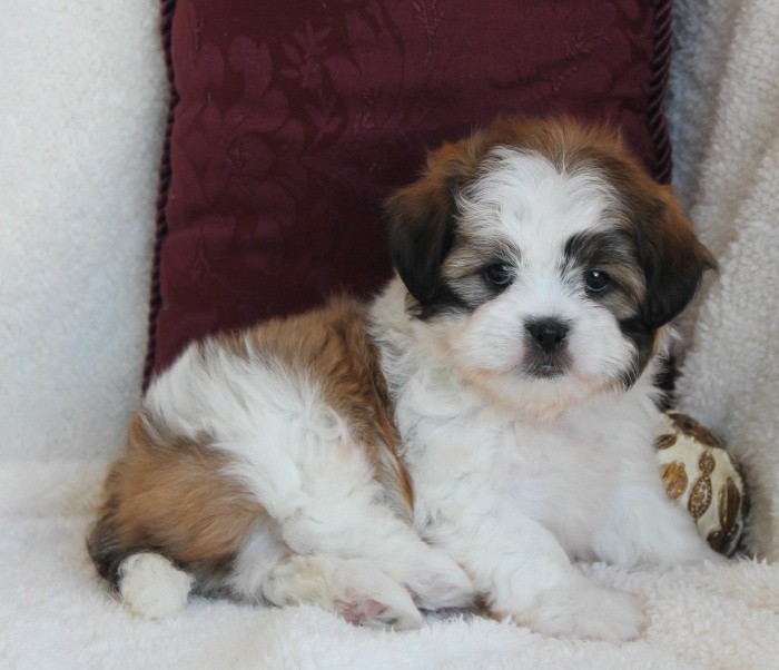 Shih Poo can be different from each other depending on the kind of its poodle parent