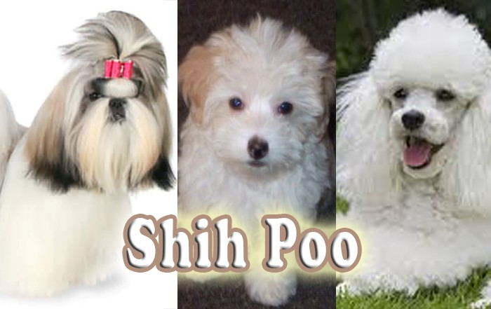 torn-between-shih-tzu-and-poodle-here-are-10-reasons-why-you-should-go-for-a-shih-tzu-poodle-mix